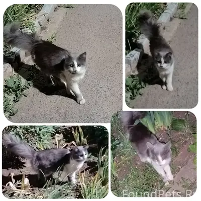 Найден кот, Заречный 13А