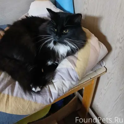 Пропал кот, свяжитесь по телефону 89121178507