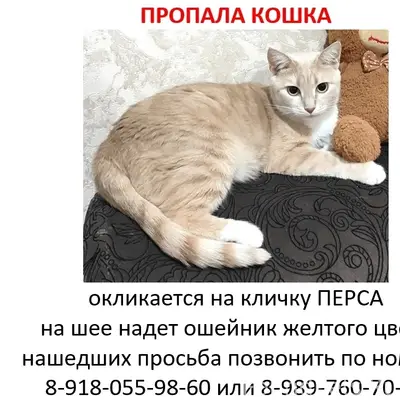 Пропала кошка, 3 отделение, ул. Лермонтова