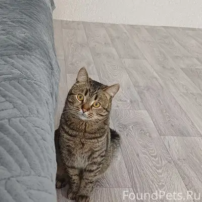 Пропал кот Степу, Ичалки