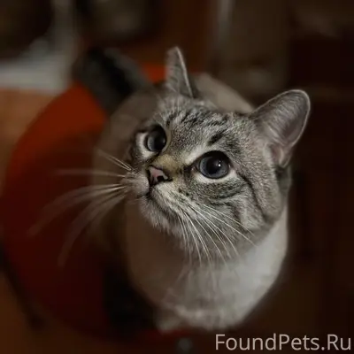 Пропала кошка Ася
