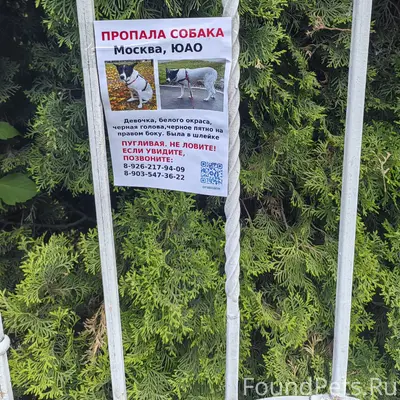 Пропала собака, Совхоз Им. Ленина