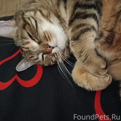 Пропала трёхцветная кошка Нэсси, д. Алексеевское