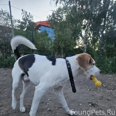 Найден Бигль, Советский парк