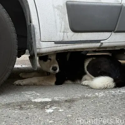 Пропал пёс Джек