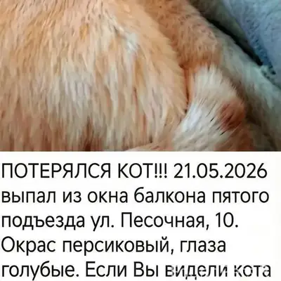 Пропал кот, район металлург