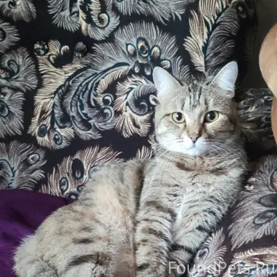 Пропала кошка Муся, Дуся, СНТ Водник