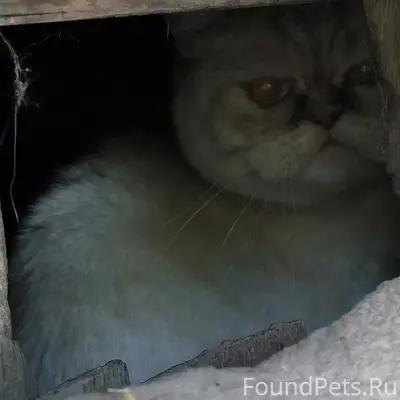 Найден кот без хвоста, микрорайон Дубки