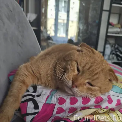 Пропал вислоухий кот Лео