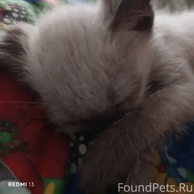 Пропал котёнок, Ленина 34/2