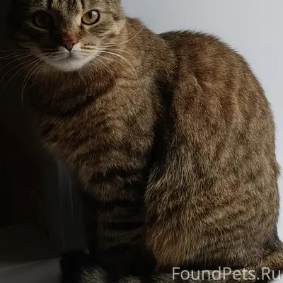 Пропал кот Сеня, г. Заволжье