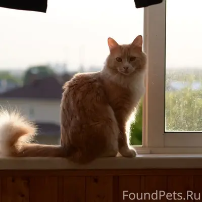 Пропал кот Персик, Жуковский