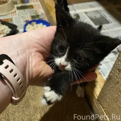 Найдены котята, подвал многоквартирного дома