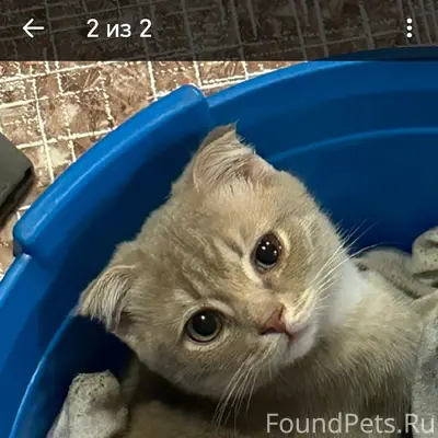 Пропал котёнок, район ковровой базы