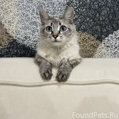 Пропала кошка, район церкви, улица Советская
