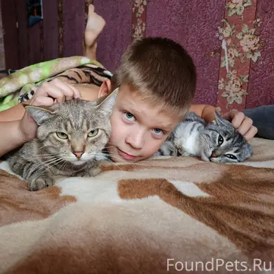 Пропала белая кошка, микрорайон возле дома 3