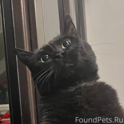 Пропал кот Котя, пгт. Комсомольское