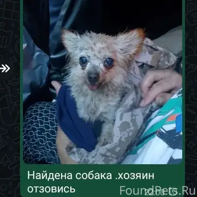 Найден тип собака, Бессергеновка