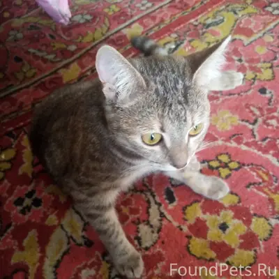 Пропала кошка Куса, Бубнова 21