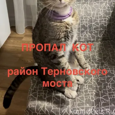 Пропал вислоухий кот, Волжская, Мебельная, Осоавиахимовская