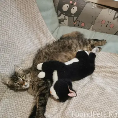 Пропала кошка Тигра, ГСК Октябрьская
