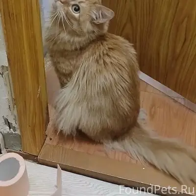 Пропал кот Кузя, Космонавтов 43