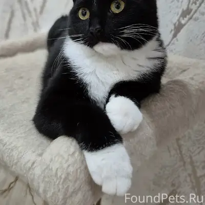 Пропала кошка Бонни, район Герцена 83