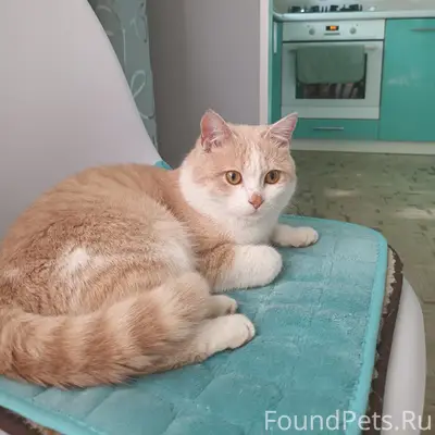 Найден кот, 3 разъезд