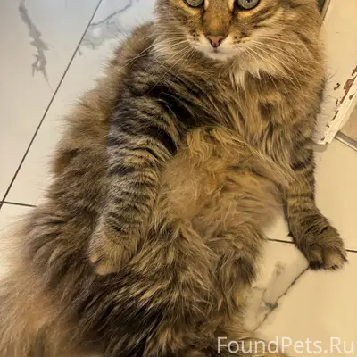 Пропал кот Пиктусин, Шлюзовая 18