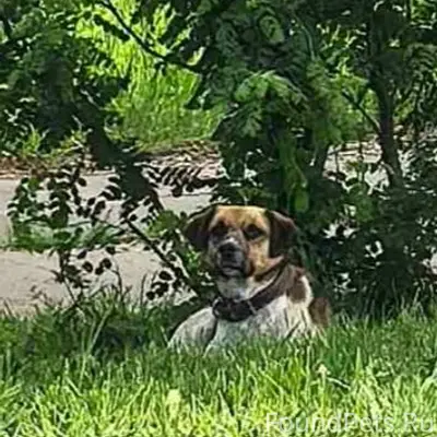 Пропала собака, место неизвестно
