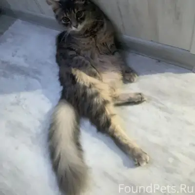 Пропала кошка Мася, 94 кв