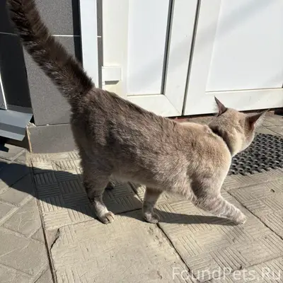 Найден кот с цепочкой на шее, голубые глаза