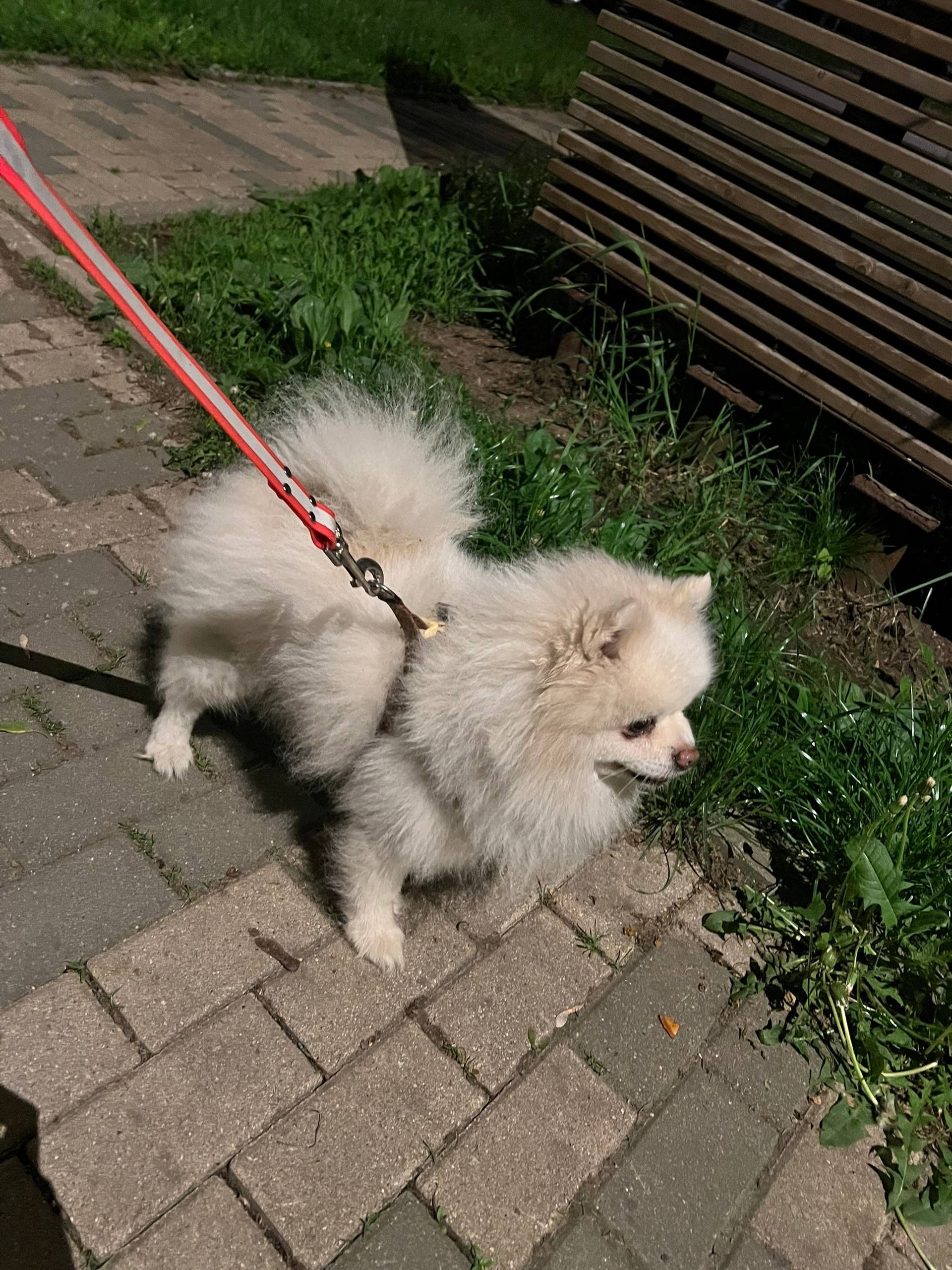 Найден шпиц, Маршала Катукова