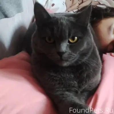 Пропала кошка, район Ставского, Садовой