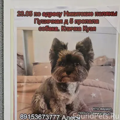 Пропала собака, Домодедово
