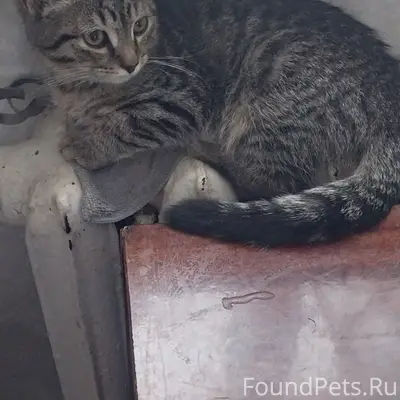 Пропал котёнок, Молодёжная-Ленина