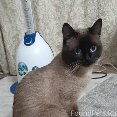 Пропал сиамский кот, район смарта