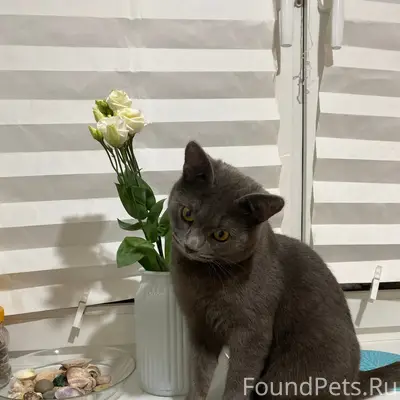 Пропал кот, Текстильщики