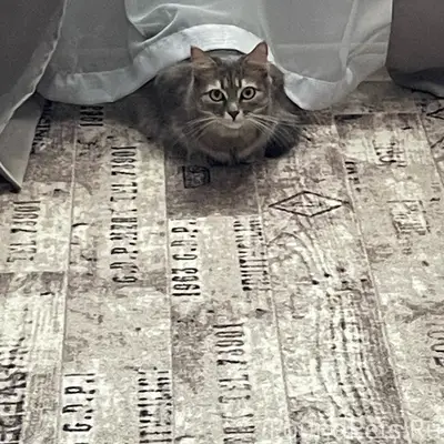 Пропала серая кошка, район Зелёного Клина