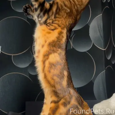 Пропала бенгальская кошка Даша, Королёва, 26