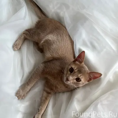 Пропал абиссинский кот Аби, Заречье