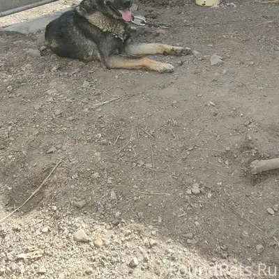 Пропала овчарка