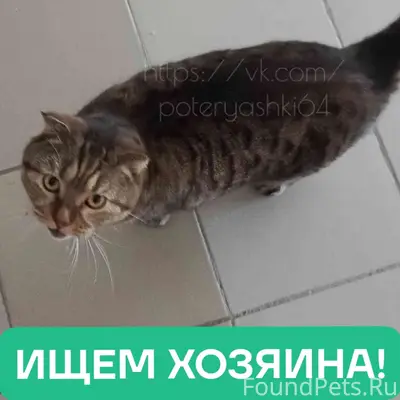 Найден вислоухий британец, Саратов