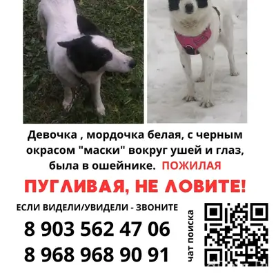 Пропала собака Буся, Москва