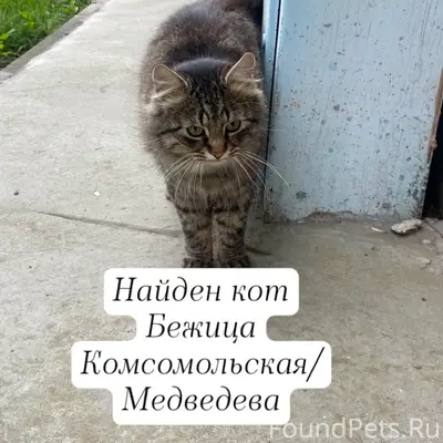 Найдена кошка, Бежицкий район