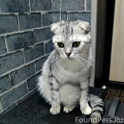 Пропала кошка, Засосна