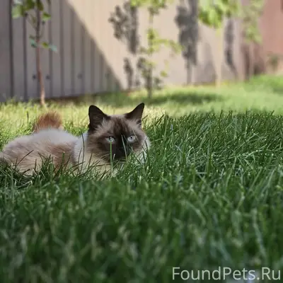 Пропала кошка, улица Богучарская