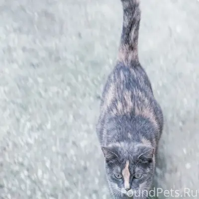 Пропала кошка, район 5 школы