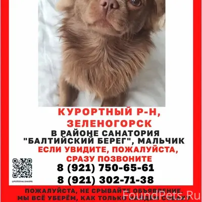 Пропал чихуахуа, Зеленогорск