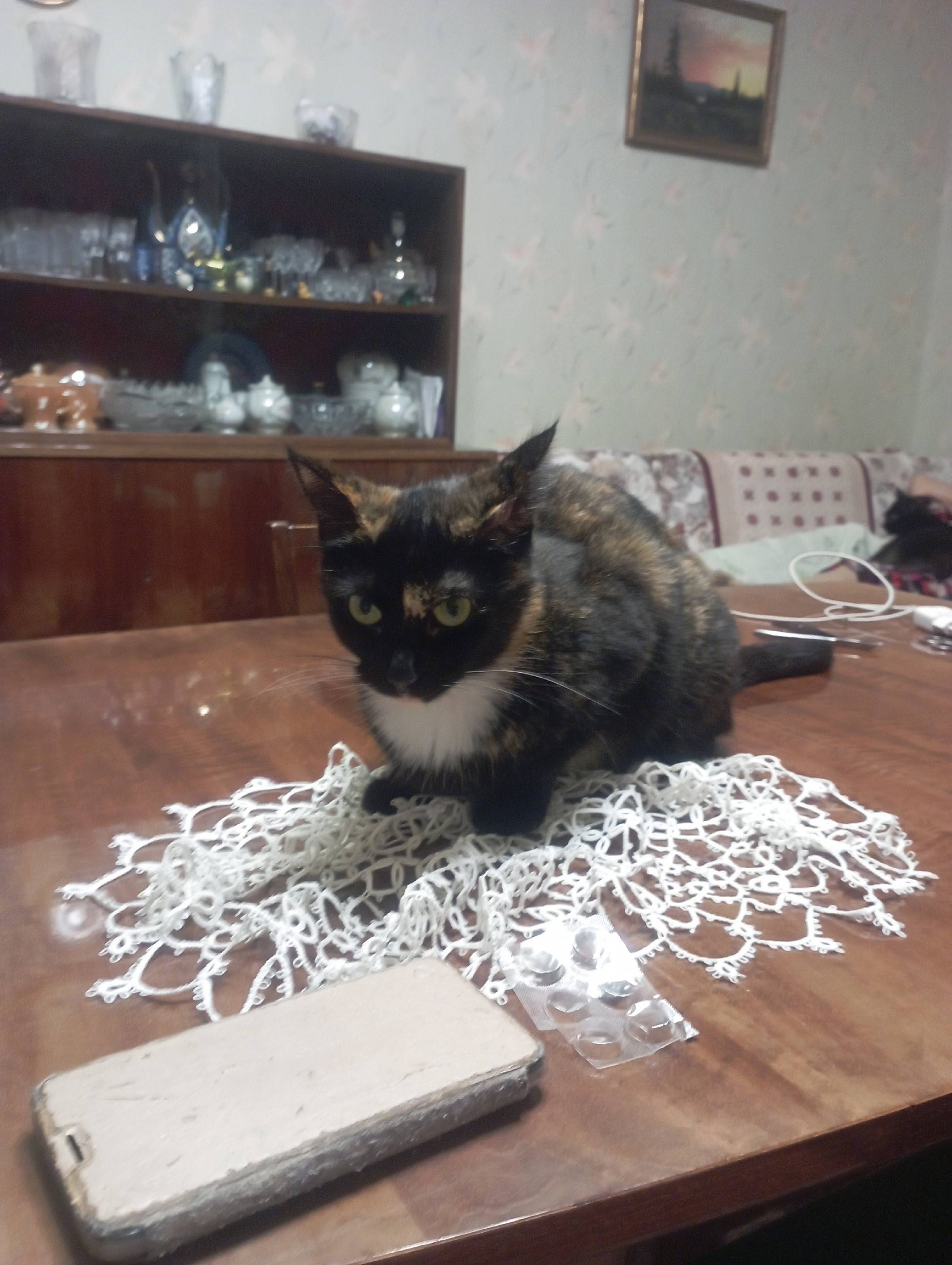 Пропала кошка Глаша, район 43 школы в Северном